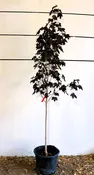 Acer platanoides ‘Royal Red’