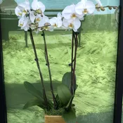 Double Orchid