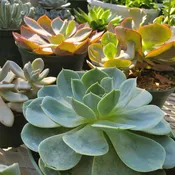 Succulent, 6″ Pot
