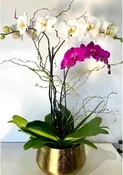 ORCHID PLANTS