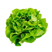 Butter Crunch Lettuce