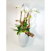 Orchid mangrove (4)