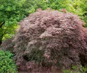 Acer palmatum var. dissectum 'Garnet'