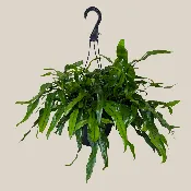 Kangaroo Paw Footed Fern Hanging Basket (Microsorum Diversifolium) - 8 Inch Indoor Houseplant
