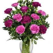 All Carnation