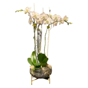 AF0 360-1 White Phalaenopsis Orchid Garden – Same Day Flower Delivery Miami