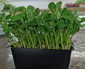 Grow Your Own Microgreens Kit — Hidden Springs Peony Farm