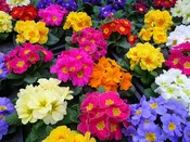 4" primroses
