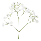 Baby's Breath Gypsophilia