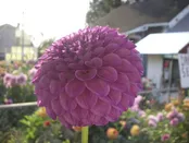Robann Royal