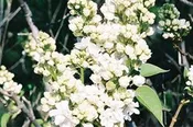 Syringa vulgaris ‘Monique Lemoine’