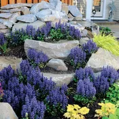 Ajuga Blueberry Muffin