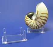 4 leg 3-1/4 X 2-1/2 inches Plastic Display Stands, Shell Stands - 12 pcs @ $1.65 each; 48 pcs @ $1.50 each