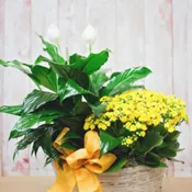Double Plant Basket with Peace Lily