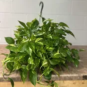 Hanging Pothos Plant