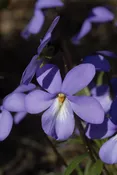 Viola pedata