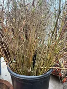 Dried Persicaria Bunch — Western Hills Garden