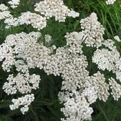 Achillea millefolium 'Proa' (4") | Medicinal Yarrow (4")