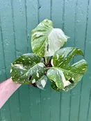 6" monstera thai constellation - RARE — the plant gays