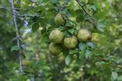 Kieffer Pear – Shipping Fall 2026
