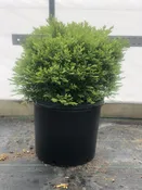 Buxus x ‘Green Velvet’ — Shreckhise Nurseries