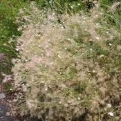 Apache Plume