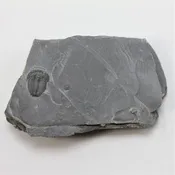 Elrathia kingii Trilobite Fossil Complete 1/2-3/4 inch