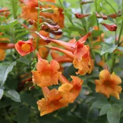 CHICKLET® Orange Trumpet Bush, Esperanza | Proven Winners®