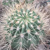 Acanthocalycium violaceum  (DJF276) #6.26