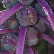 Brussels Sprouts, Redarling Hybrid