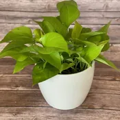 Neon Pothos
