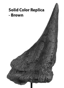 Ankylosaurus cf. magniventris Shoulder Spike