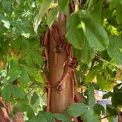 Acer griseum, Low Branch