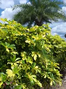 Gold Capella Umbrella Shrub (schefflera arboricola)