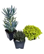 4" ASSORTED SUCCULENTS