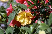 Abutilon hybridum ‘Apricot’