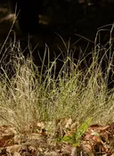 Agrostis pallens - Bent Grass (Plant)