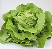Allure Lettuce (Primed/Pelleted)