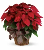 Red Poinsettia