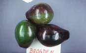 Brogdon