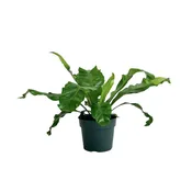 Asplenium nidus (Bird's Nest Fern)