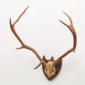 Austrian Red Deer Hunting Trophy Dated 1872
