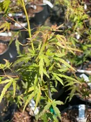 Acer palmatum 'Diana' Dwarf Japanese Maple