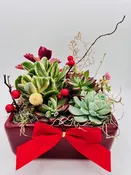 Holiday Arrangements — Highway 92 Succulents