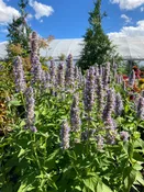 Agastache ‘Blue Fortune’