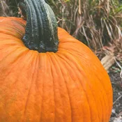 Big Max Pumpkin
