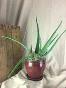 ALOE PLANT TWO OPTIONS