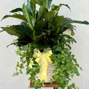 Ivy and peace lily
