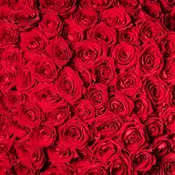 100 Red Roses