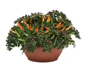 12" Bowl Ornamental Pepper - Hocus Pocus